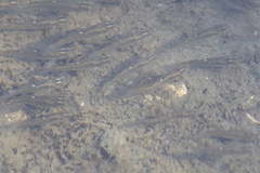 Fundulus parvipinnis