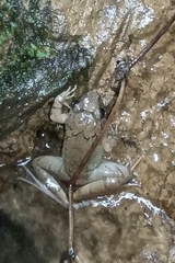 Limnonectes macrodon