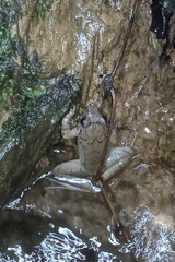 Limnonectes macrodon