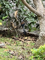 Dendrocitta formosae