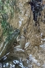 Limnonectes macrodon