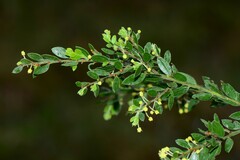 Acacia howittii