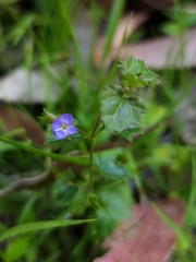 Veronica plebeia