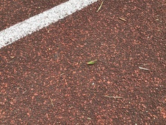 Aiolopus thalassinus