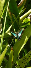 Graphium choredon