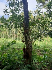 Artocarpus heterophyllus