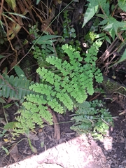 Adiantum concinnum