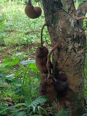 Artocarpus heterophyllus