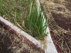 Panicum repens