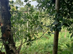 Artocarpus heterophyllus