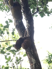 Artocarpus heterophyllus