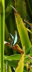 Graphium choredon