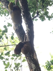 Artocarpus heterophyllus