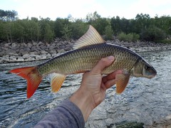 Moxostoma macrolepidotum