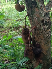 Artocarpus heterophyllus