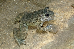 Limnonectes kuhlii