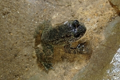 Limnonectes kuhlii