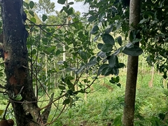 Artocarpus heterophyllus