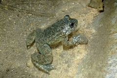 Limnonectes kuhlii