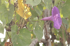 Ipomoea pedicellaris