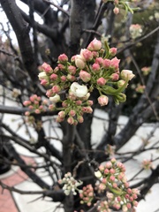 Pyrus calleryana