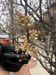 Pyrus calleryana