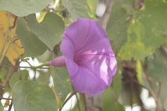 Ipomoea pedicellaris