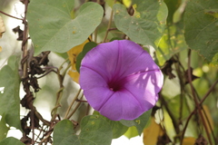 Ipomoea pedicellaris