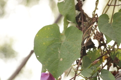 Ipomoea pedicellaris