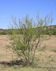 Vachellia constricta