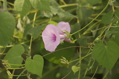 Ipomoea trifida