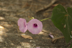 Ipomoea trifida