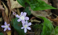 Tripladenia cunninghamii