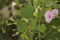 Ipomoea trifida