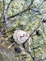Bembicium auratum