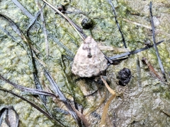 Bembicium auratum