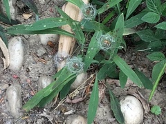 Argiope aetheroides