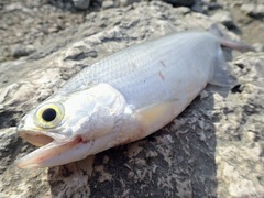 Hiodon alosoides