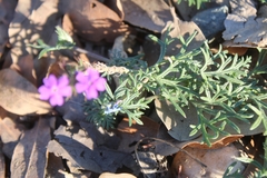 Verbena pulchella