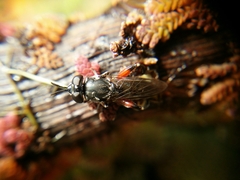 Chalcosyrphus elongatus
