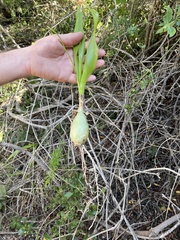 Albuca bracteata
