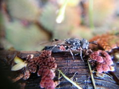 Chalcosyrphus elongatus