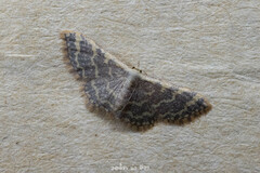 Idaea costiguttata