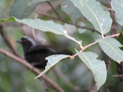 Nigrita canicapillus