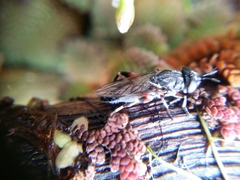 Chalcosyrphus elongatus