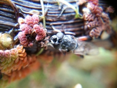 Chalcosyrphus elongatus