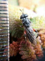 Chalcosyrphus elongatus