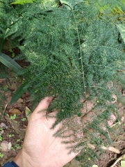 Asparagus