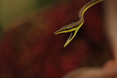 Oxybelis microphthalmus