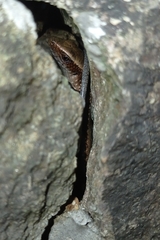 Eutropis multifasciata